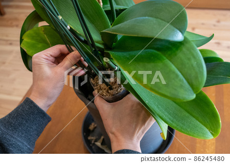 Taking out the blooming Phalaenopsis orchid from the pot 86245480