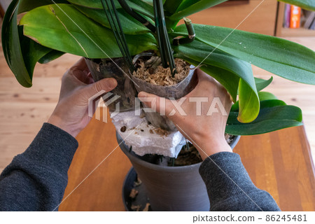 Taking out the blooming Phalaenopsis orchid from the pot Taking out the blooming Phalaenopsis orchid from the pot 86245481