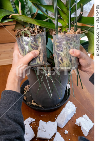 從花盆中取出盛開的蝴蝶蘭 86245488