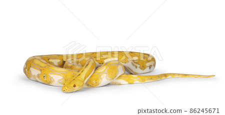 Reticulated python on white background 86245671
