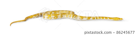 Reticulated python on white background 86245677