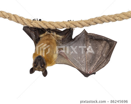 Fruit bat on white background 86245696