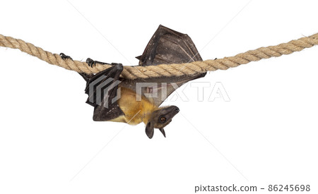 Fruit bat on white background Fruit bat on white background 86245698