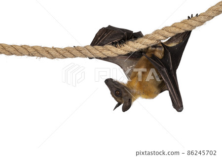 Fruit bat on white background Fruit bat on white background 86245702