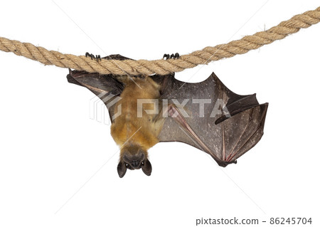 Fruit bat on white background Fruit bat on white background 86245704