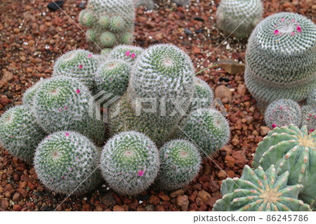 紅色碎石泥土地上有著一顆顆圓型帶刺的仙人掌 紅色碎石泥土地上有著一顆顆圓型帶刺的仙人掌 86245786