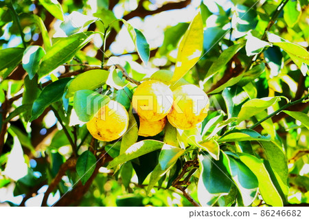 生長在地方的柚子,生長柚子的樹 生長在地方的柚子,生長柚子的樹 86246682