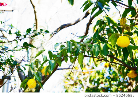 生長在地方的柚子,生長柚子的樹 生長在地方的柚子,生長柚子的樹 86246683
