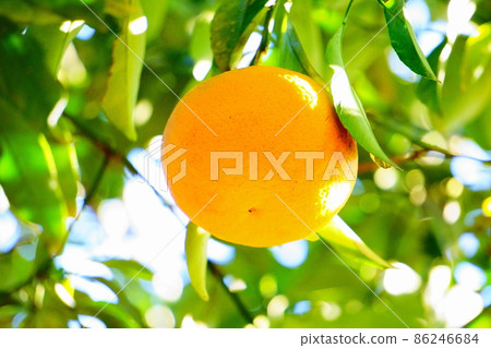 大果熟橙,果樹 大果熟橙,果樹 86246684