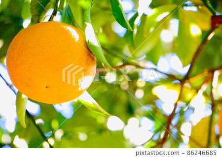 大果熟橙，果樹 86246685