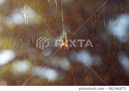 Spider on the Web Lit By Sun from Backside. Spider on the Web Lit By Sun from Backside. 86246875