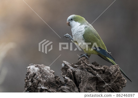 Parakeet,feeding on wild fruits, La Pampa, Patagonia, Argentina 86246897