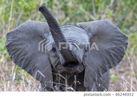 baby elephant looking at you in kruger park south africa portrait baby elephant looking at you in kruger park south africa portrait 86246952