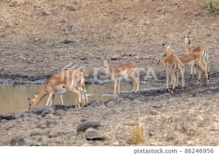 Dik dik african antelope gazelle in kruger park Dik dik african antelope gazelle in kruger park 86246956