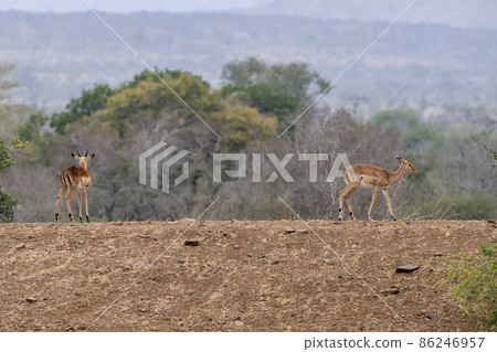 Dik dik african antelope gazelle in kruger park Dik dik african antelope gazelle in kruger park 86246957