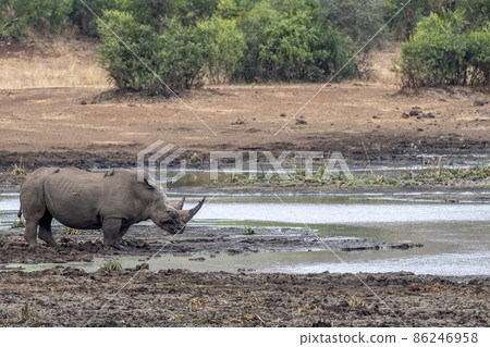rhino at drinking pool in kruger park south africa portrait looking at you 86246958