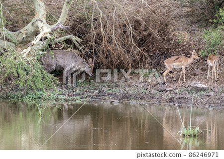 waterbuck antelope in kruger park south africa portrait 86246971
