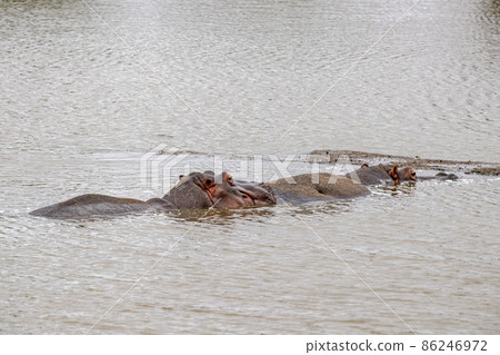 hippos resting in kruger park south africa pool 86246972