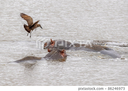 hippos resting in kruger park south africa pool hippos resting in kruger park south africa pool 86246973