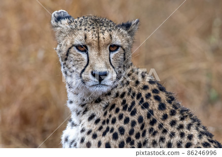 cheetah portrait while hunting in kruger park south africa close up 86246996