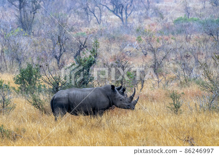 two rhinos in kruger park south africa landscape two rhinos in kruger park south africa landscape 86246997