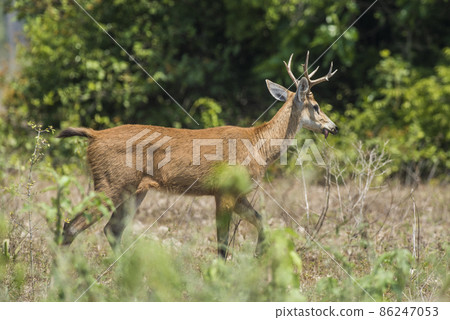 Marsh deer, pantanal Brazil Marsh deer, pantanal Brazil 86247053