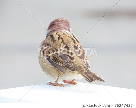 麻雀回來了 麻雀回來了 86247425