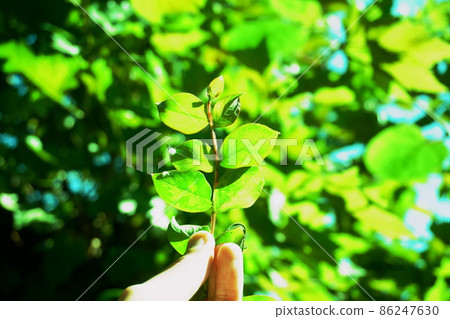 一片綠葉,一隻手貼在葉子上,生態形象 一片綠葉,一隻手貼在葉子上,生態形象 86247630