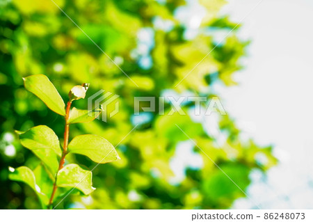 綠葉,背景中的樹木,生態圖像 綠葉,背景中的樹木,生態圖像 86248073