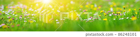 Meadow with lots of white and pink spring daisy flowers Meadow with lots of white and pink spring daisy flowers 86248101