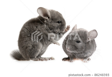 Communication of two chinchillas on a white background Communication of two chinchillas on a white background 86248393