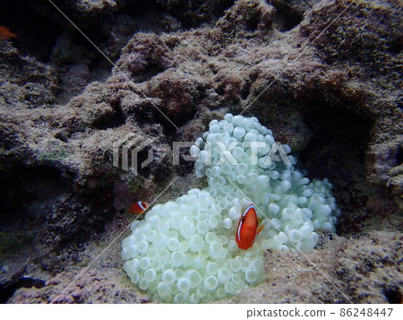 小丑魚在海裡游泳 小丑魚在海裡游泳 86248447