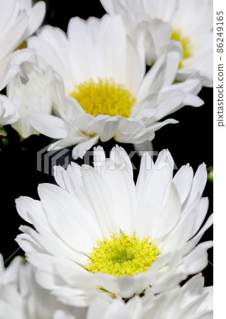 White chrysanthemum flower White chrysanthemum flower 86249165