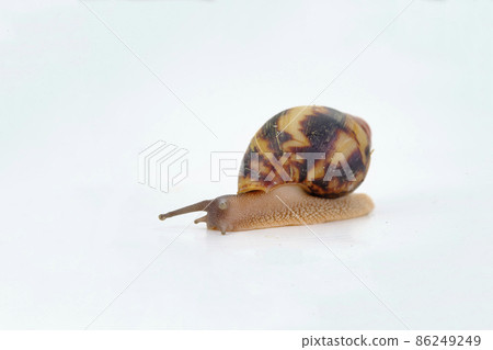 African snail Archachatina Egregia with Dark Taurus against the background of a large dark shell, originally from Africa 86249249