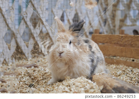 Mini rabbit close-ups quietly watching what is happening Mini rabbit close-ups quietly watching what is happening 86249253