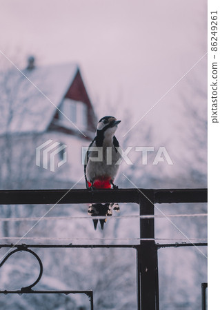 Great spotted woodpecker (Dendrocopos major) sitting on a forged fence in winter. House and trees in the background Great spotted woodpecker (Dendrocopos major) sitting on a forged fence in winter. House and trees in the background 86249261