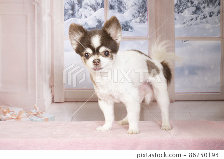 Christmas background and long coat chihuahua 86250193