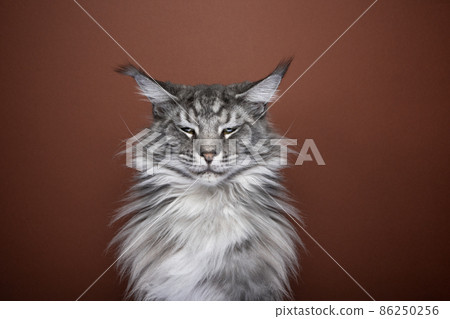 angry or displeased silver tabby maine coon cat portrait angry or displeased silver tabby maine coon cat portrait 86250256