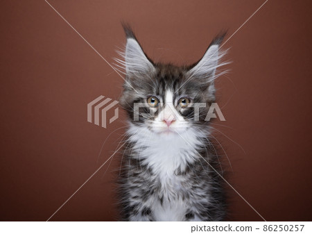 cute tabby white maine coon kitten portrait cute tabby white maine coon kitten portrait 86250257
