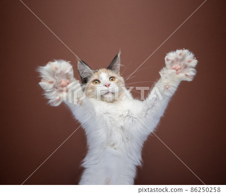 kitten playing rearing up raising paws for a big hug kitten playing rearing up raising paws for a big hug 86250258