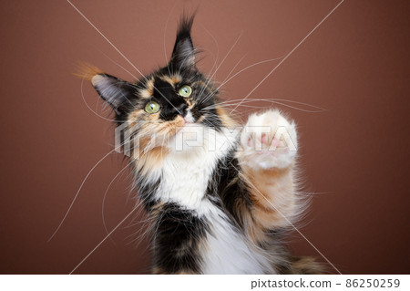 calico maine coon cat with long whiskers playing raising fluffy paw 86250259