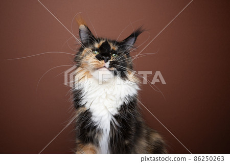 calico maine coon cat with long whiskers portrait 86250263