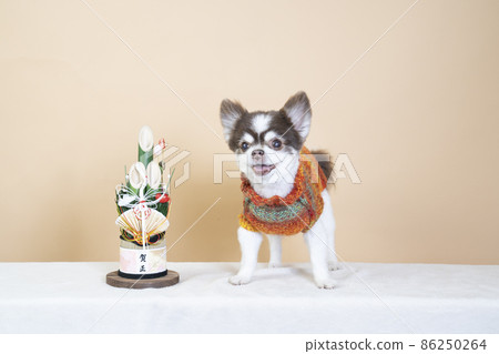 Long coat Chihuahua laughing wearing a kadomatsu and a sweater 86250264
