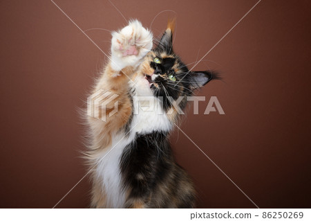 calico maine coon cat with long whiskers playing raising fluffy paw 86250269
