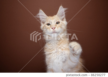 playful ginger kitten raising paw looking at camera 86250277