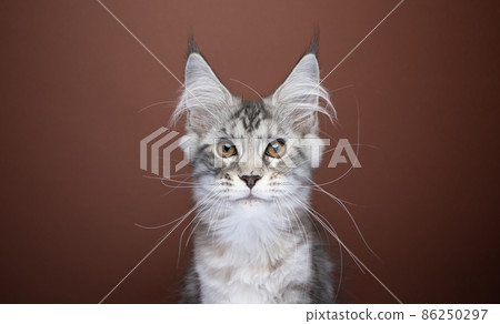 cute maine coon kitten portrait on brown background cute maine coon kitten portrait on brown background 86250297