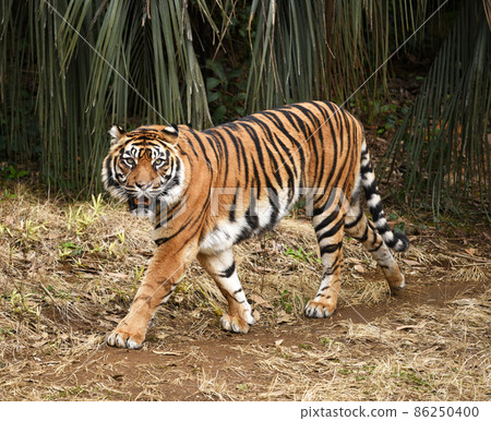 蘇門答臘虎 蘇門答臘虎 86250400