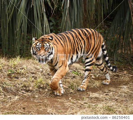 Sumatran tiger 86250401