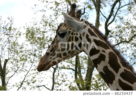 Giraffe (Giraffa camelopardalis) 86250437