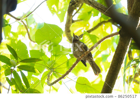 留在樹上唱歌的白頭翁 86250517